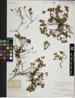 Foto von Salix herbacea L.